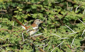 White-browed Scrub Robin