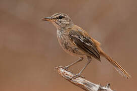 White-browed Scrub Robin