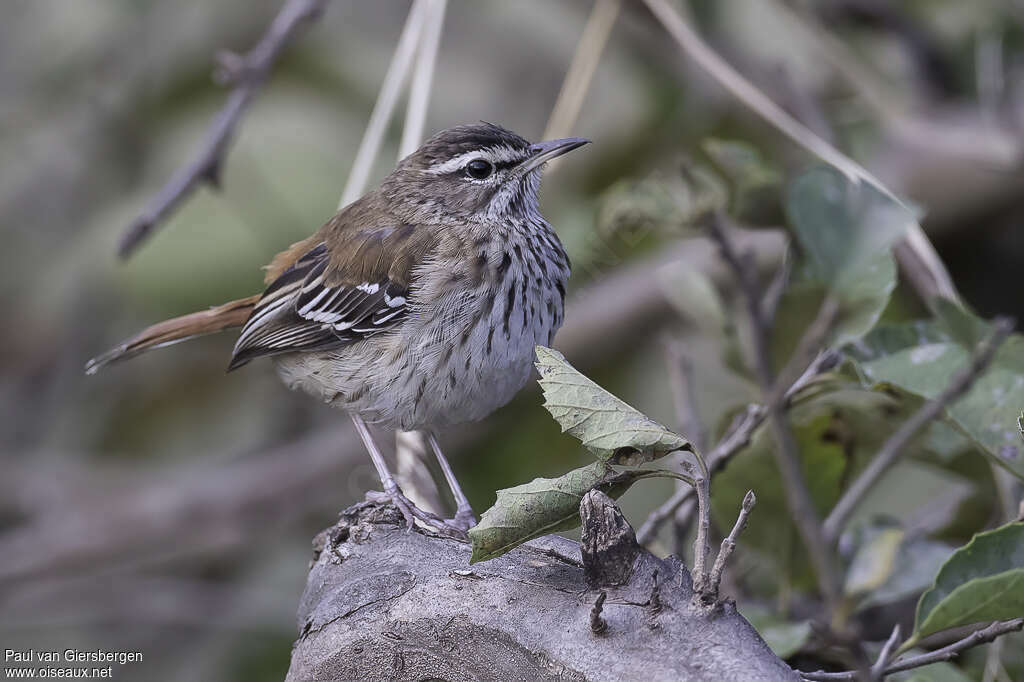 White-browed Scrub Robinadult, identification