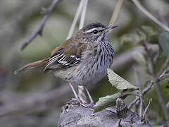 White-browed Scrub Robin