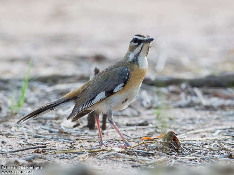 Bearded Scrub Robinadult, pigmentation, fishing/hunting, Behaviour