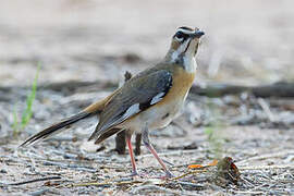 Bearded Scrub Robin