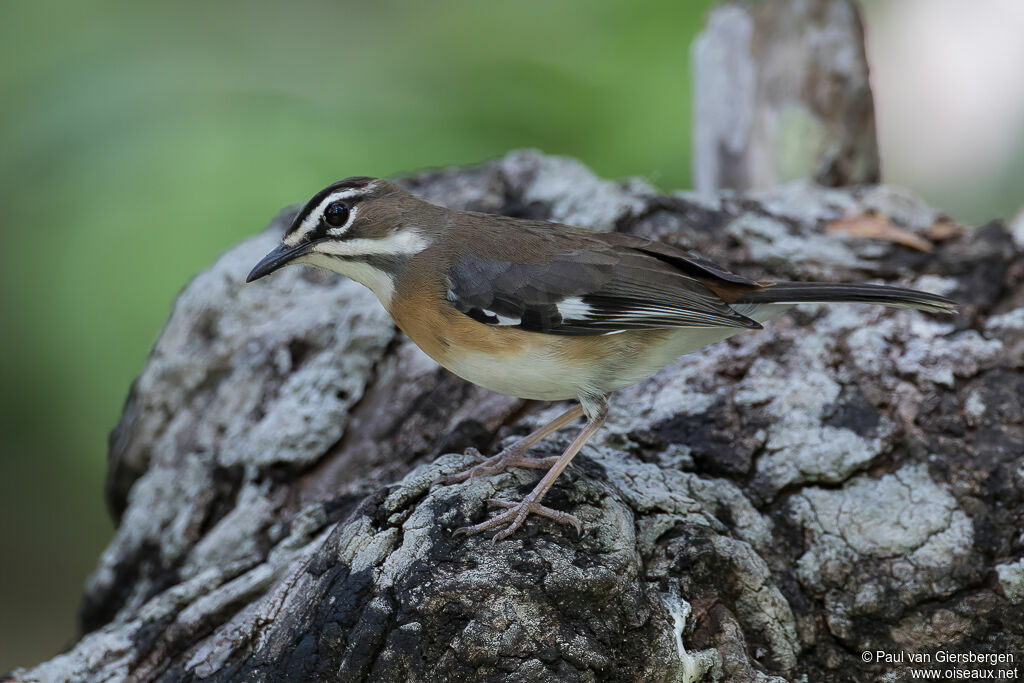 Bearded Scrub Robinadult