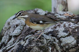 Bearded Scrub Robin