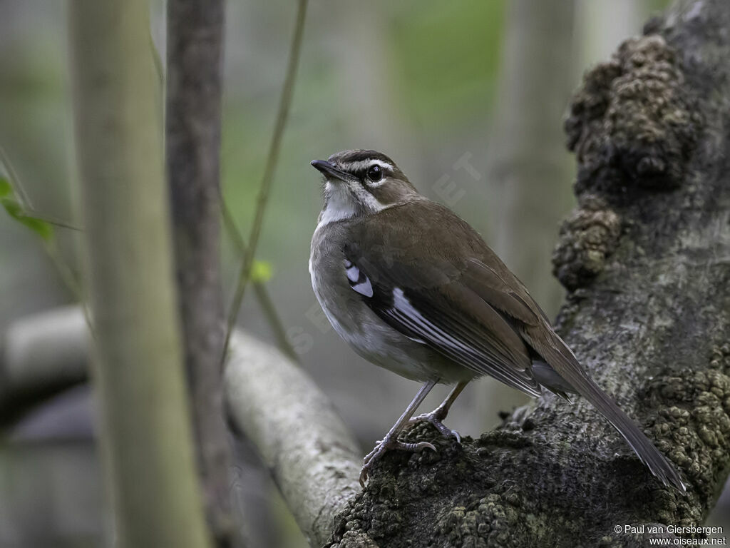 Brown Scrub Robinadult