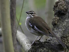 Brown Scrub Robin