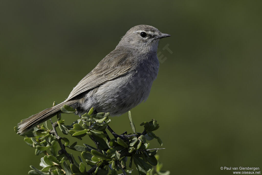 Agrobate coryphéeadulte