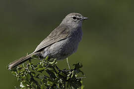 Karoo Scrub Robin