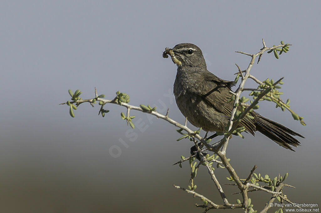 Agrobate coryphéeadulte