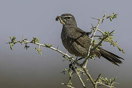 Karoo Scrub Robin