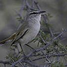 Agrobate du Kalahari