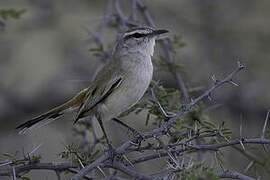 Kalahari Scrub Robin