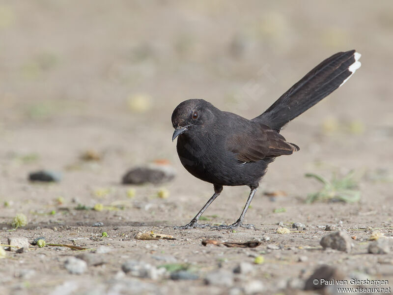 Black Scrub Robin