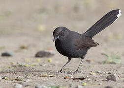 Black Scrub Robin