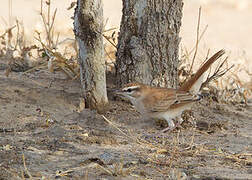 Rufous-tailed Scrub Robin