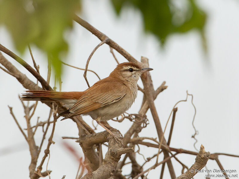 Rufous-tailed Scrub Robin