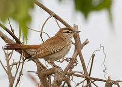 Rufous-tailed Scrub Robin