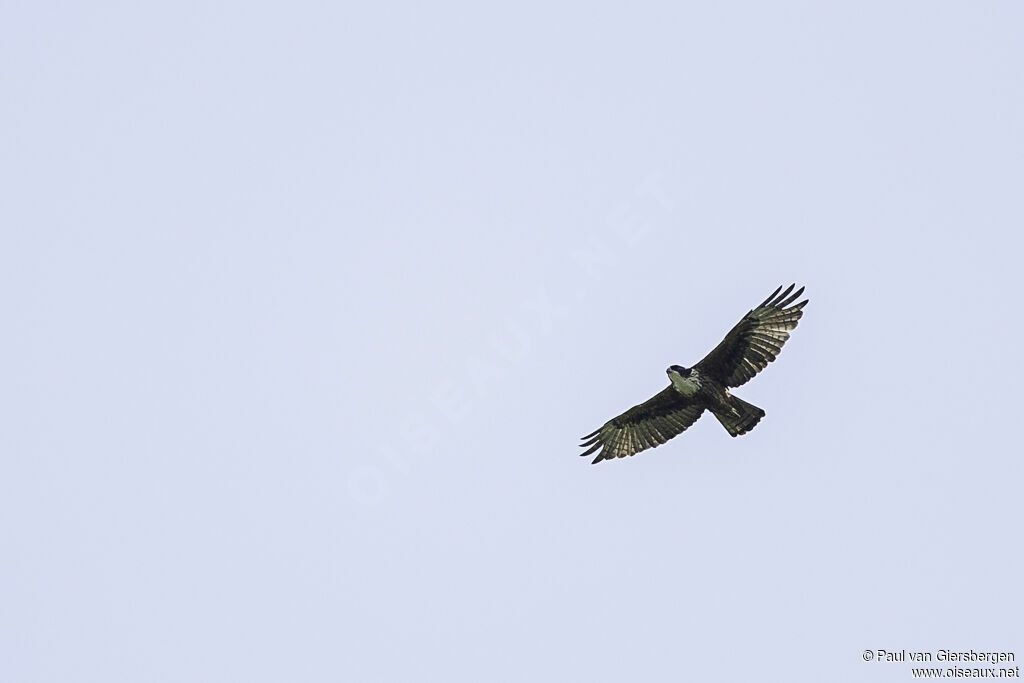 Rufous-bellied Eagle