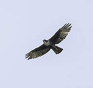 Rufous-bellied Eagle