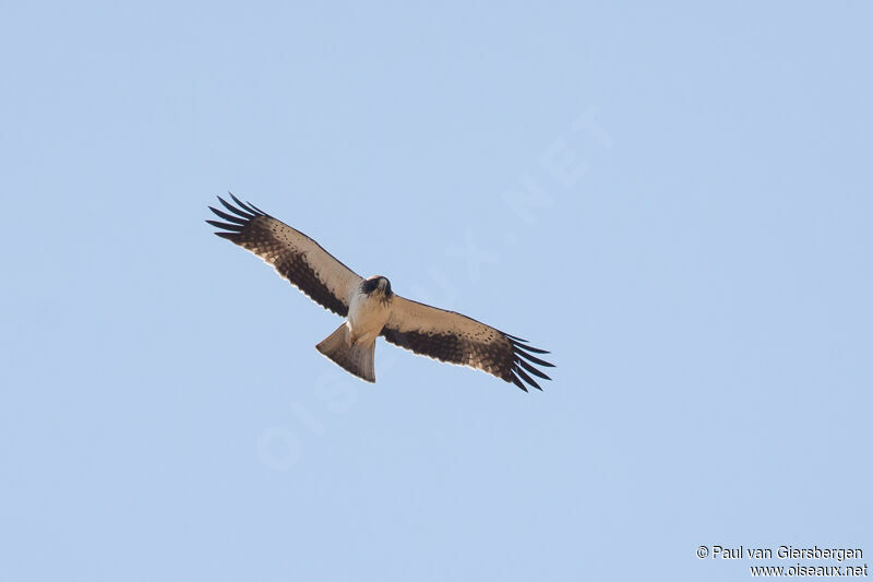 Booted Eagle