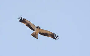 Booted Eagle