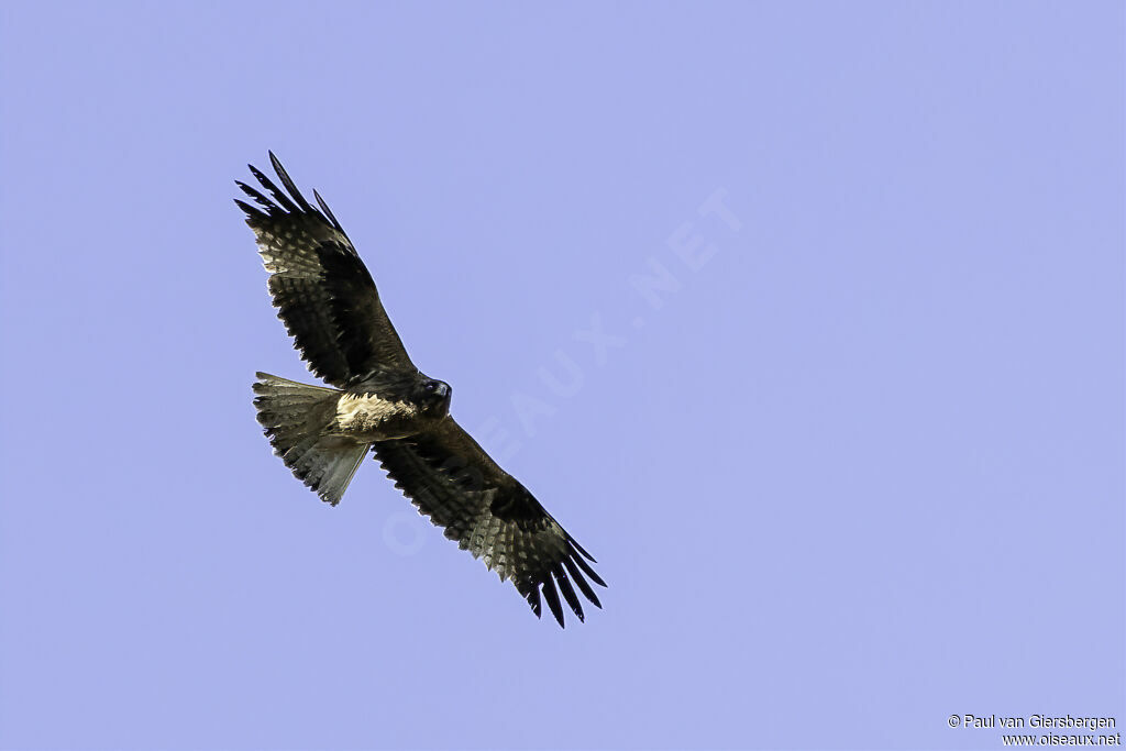 Booted Eagle