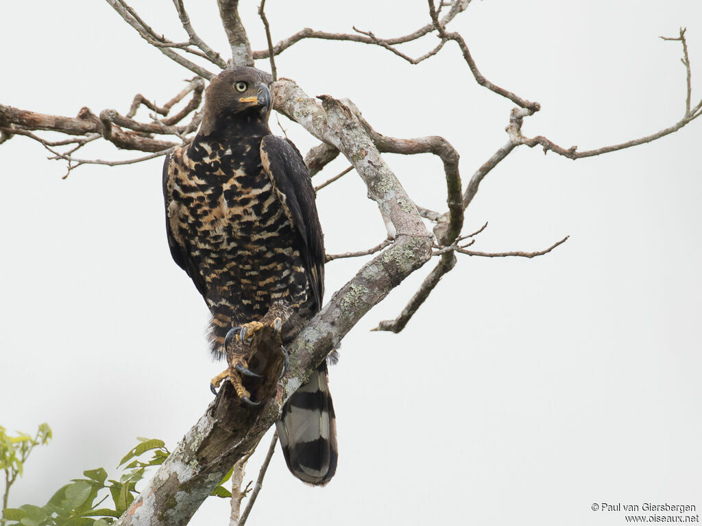 Aigle couronnéadulte