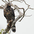 Aigle couronné