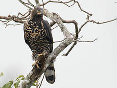 Crowned Eagle