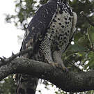Aigle couronné