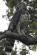 Crowned Eagle