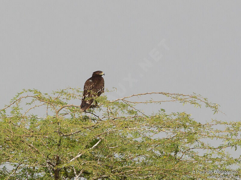 Greater Spotted Eagle