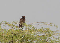 Greater Spotted Eagle