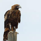 Aigle d'Australie
