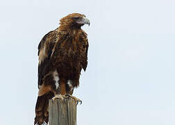 Wedge-tailed Eagle