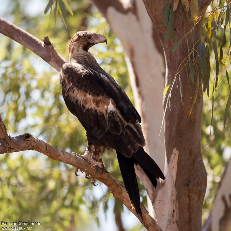 Aigle d'Australieadulte, identification