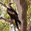 Aigle d'Australie