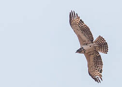 Ayres's Hawk-Eagle