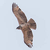 Aigle d'Ayres