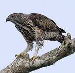 Aigle de Pinsker