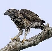 Pinsker's Hawk-Eagle