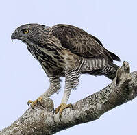 Aigle de Pinsker