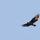 Aigle de Verreaux