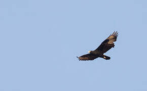 Verreaux's Eagle