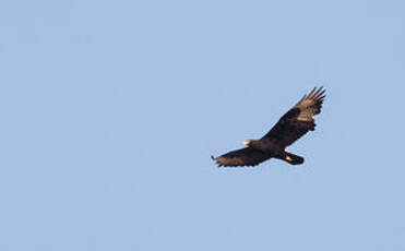 Aigle de Verreaux