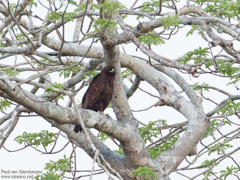 Wahlberg's Eagle, habitat, pigmentation