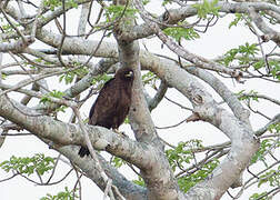 Wahlberg's Eagle