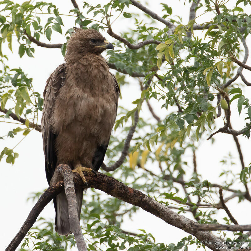 Aigle de Wahlbergadulte