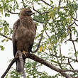 Aigle de Wahlberg