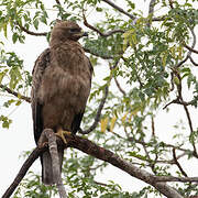 Wahlberg's Eagle